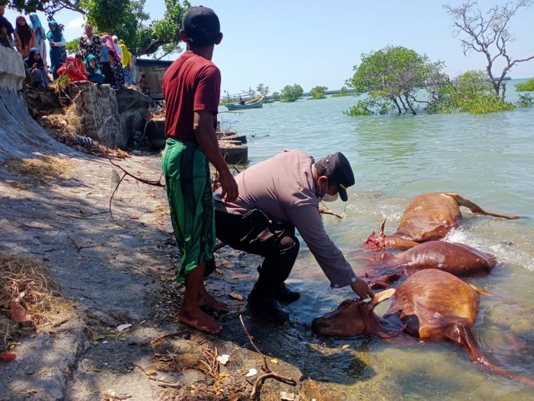 Belasan Bangkai Sapi Mengambang di Perairan Camplong