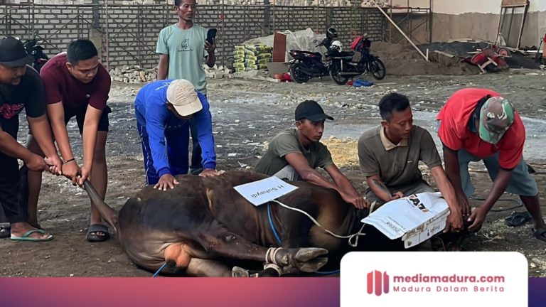 Idul Adha 1447 H, PT Empat Sekawan Mulia Sembelih 16 Ekor Sapi Kurban